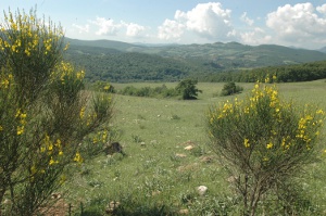 Passaggio tipico della Maremma ginestre